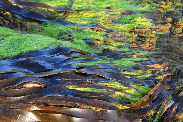 La fibra óptica de algas marinas puede revolucionar la medicina