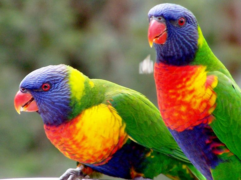 Misteriosa enfermedad mata a cientos de aves en Australia