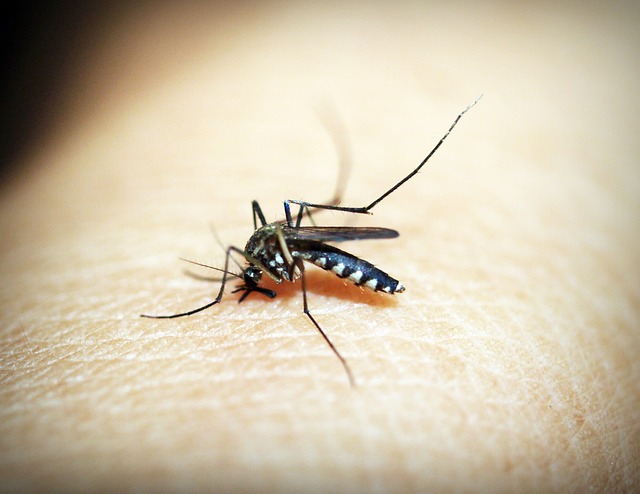Aumento de casos de dengue en América Latina