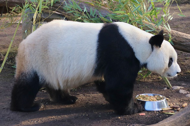 Osos panda se convierten en atracción turística
