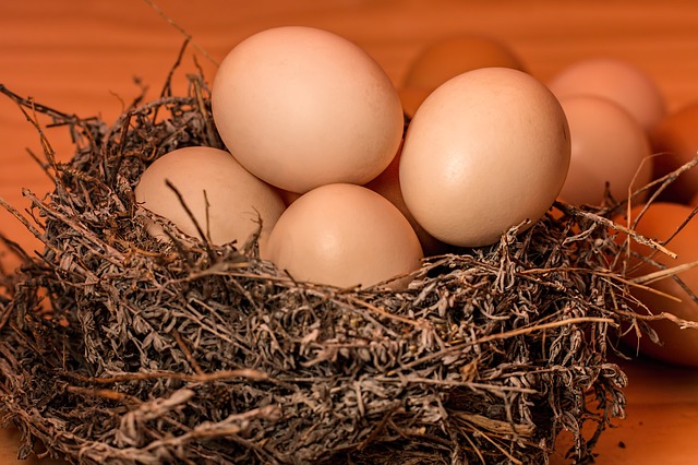 El enigma detrás de los huevos  criados de manera 100% natural