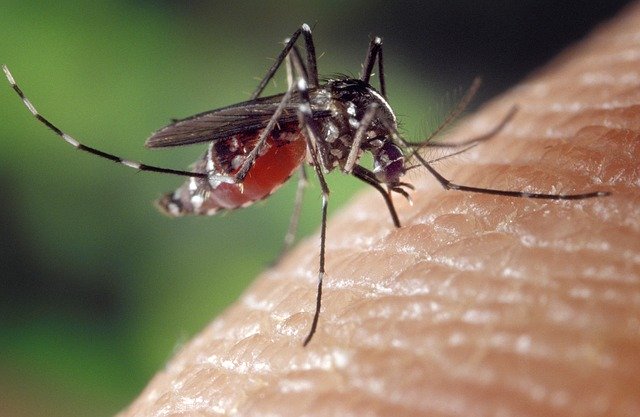 Cómo evolucionaron los mosquitos para perseguirnos