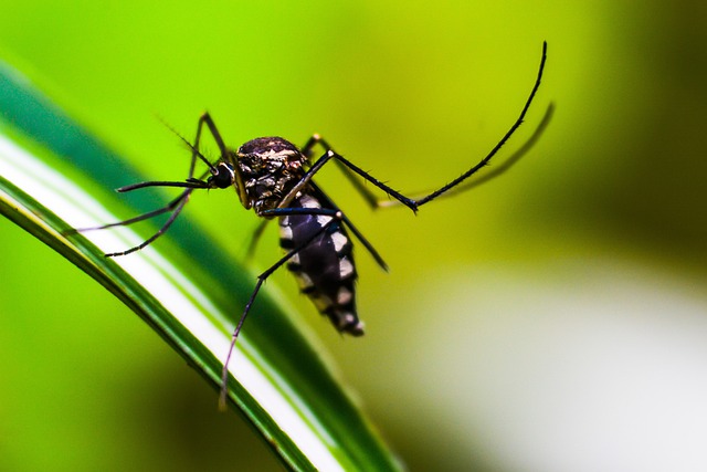 ¿Picaduras de mosquito que pueden acabar en ‘shock’? Sí, es posible