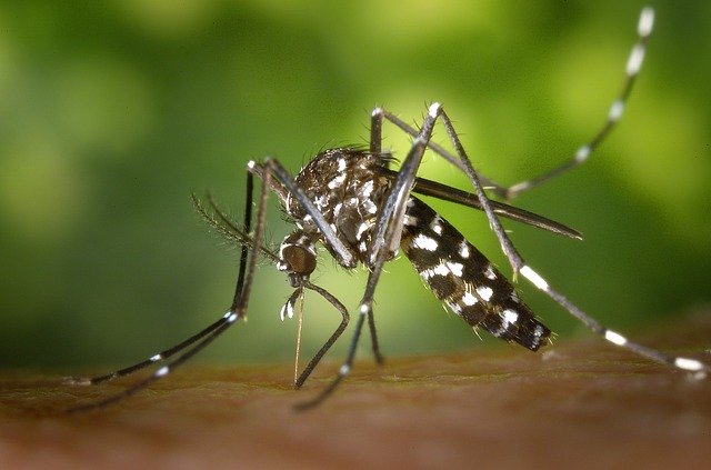 El plan científico para que los mosquitos no beban sangre humana