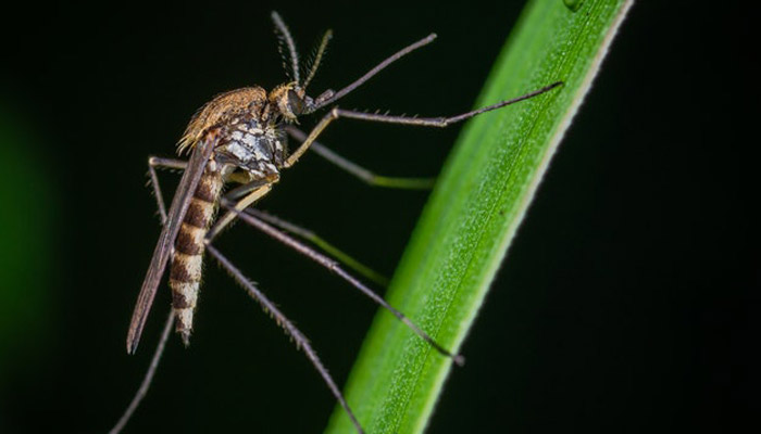 ¿Podemos vivir sin mosquitos?