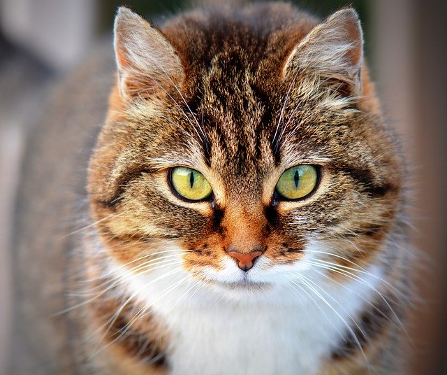 Estudio revela que los gatos domésticos son unos feroces asesinos