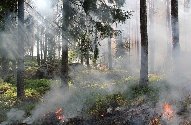 Lluvias apagan incendios que amenazaban la reserva de El Palmar