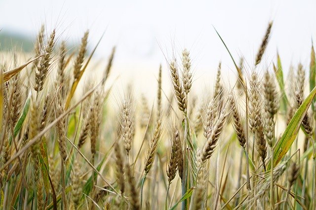 Rusia domina el mercado del trigo y sigue creciendo