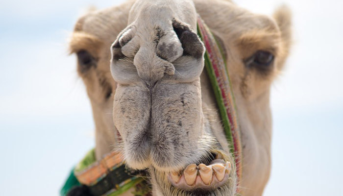 ¿Los camellos guardan el agua en sus jorobas?