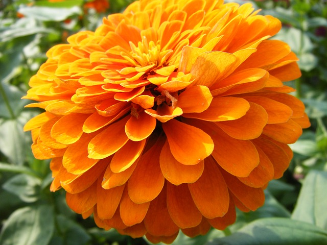 Flor del Día de los Muertos puede ayudarte contra dolores estomacales, fiebre y verrugas