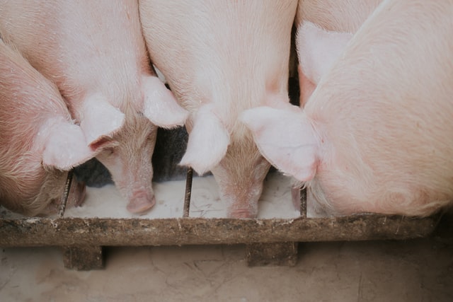 Cerdos modificados genéticamente podrían ofrecer órganos para trasplantes