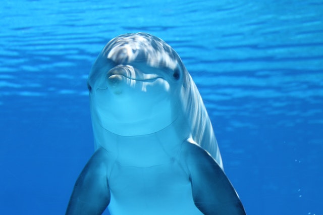 El lenguaje de los delfines, un misterio a punto de ser descifrado