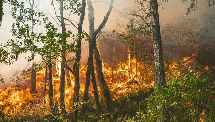 Incendios en Bolivia destruyen 1,6 millones de hectáreas