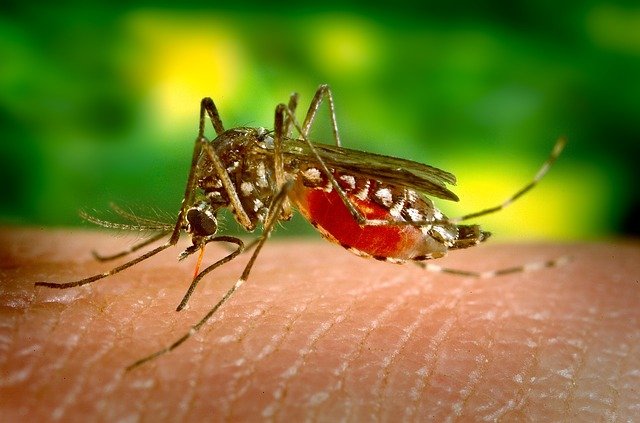 Dengue desplaza a COVID-19 como la principal enfermedad