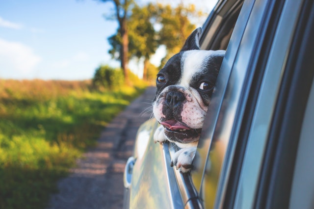 Los perros también deben abrocharse el cinturón en el auto