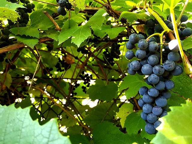 Productores de uva buscan incorporar el jugo de uva