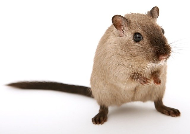 Crean un método para detectar el coronavirus con ayuda de roedores