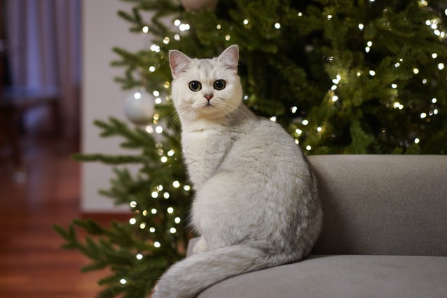 Así es como puedes proteger tu árbol de Navidad contra tu gato