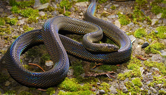 Descubren una nueva especie de serpiente con una piel brillante que vive bajo tierra