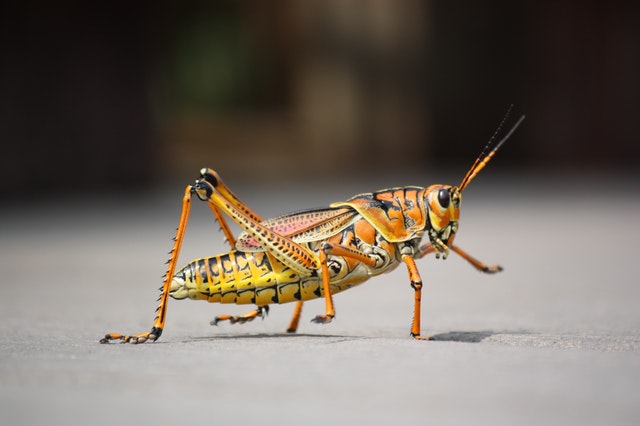 Proteína de insectos: ¿el futuro del sector agrícola?