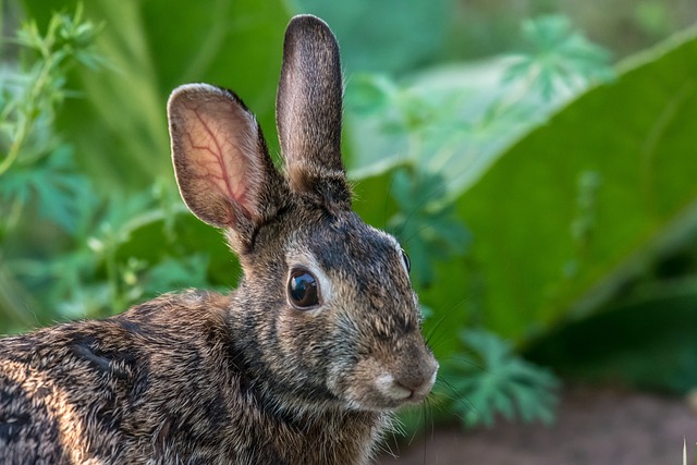 ¿Qué criatura tiene las orejas más grandes del reino animal?