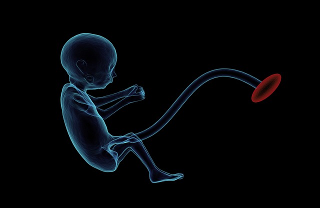 Primer modelo del embrión humano a partir de células de la piel