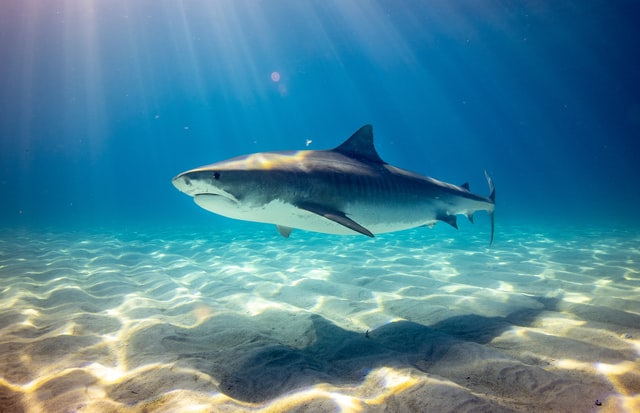 Hallan un tiburón ‘alado’ que se deslizaba por el mar de México