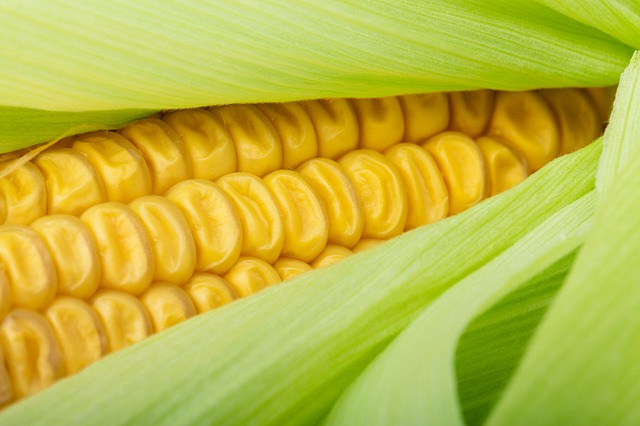 La empresa mexicana que deja a Ucrania sin sus productos de maíz