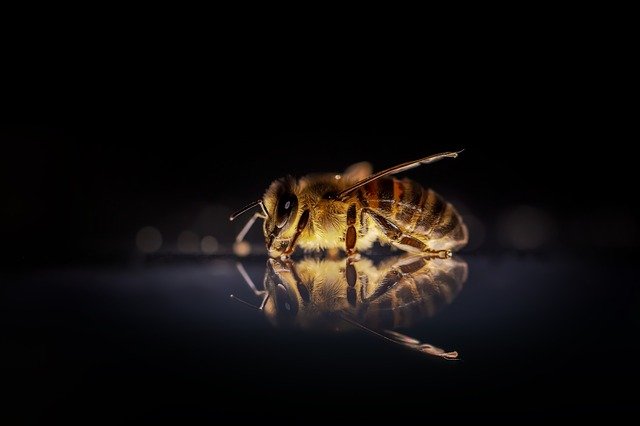 ¿Por qué las abejas son importantes para la supervivencia humana?